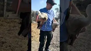 Storks return to nature after a long winter 💝🥰🙃 #bird