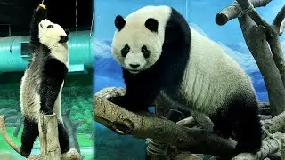 圓仔找到好多紅蘿蔔,輕巧打食,晚餐可愛吃播|Giant Panda Yuan Zai,圆仔,貓熊,大貓熊,大熊貓|台北市立動物園|Taipei zoo #팬더 #대왕판다 #パンダ