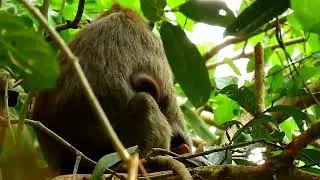 Monkey Grab In Cambodia Good All Monkeys In Khmer #088
