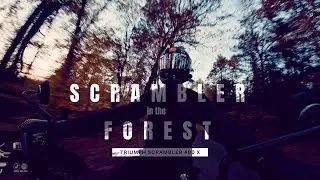 SCRAMBLER in the FOREST | Triumph SCRAMBLER 400 X
