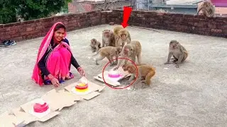 बंदरों को केक खिलाना पड़ गया महंगा | Feeding Cake To Monkeys | Does Monkeys Like Cake