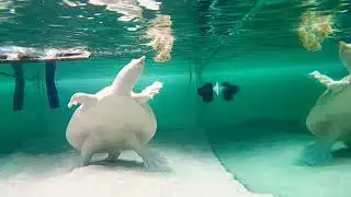 Apalone ferox clown eating shrimp and playing.