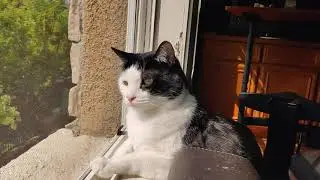 #oneplus8T video sample lovely #cat
