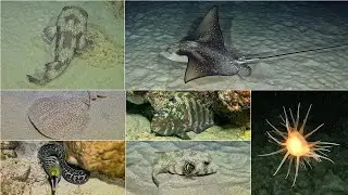 Scuba Diving Mauritius with Diveverse Helmet's Area 28/08/25 @15m