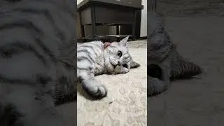IQ test #cat #funnycats #humor #coolcats #cat #catvideos #kittens #funnyvideos #kitty