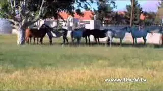 Wayne Newton's Ranch