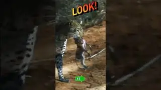 CUTEST LEOPARD CUB Transforms Right Before Your Eyes