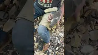 Antler percussion #novembersouth  #flintknapping #lithics #stonetools #antler #hanmerstone