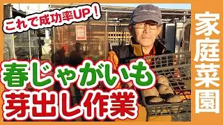 家庭菜園や農園でじゃがいも栽培はこれで成功率UP！芽出しや定植前の管理など徹底解説【農家直伝】/ Spring potato sprouting work in a vegetable garden.