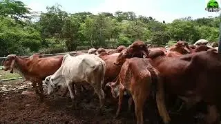 ¿A como esta el Gyr en Honduras y Guatemala?-El Salvador en el Campo