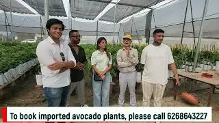 How to farm avocado in Sikkim | 6268643227 | Indo Israel Avocado | Avocado farming in Sikkim |