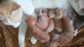 They are so beautiful a the baby kittens are sleeping with mom after milk 