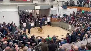 🔥 Big sale! Texel excitement at Lanark&mdash;&pound;60k!