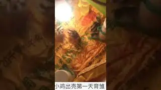 DIY   HOMEMADE INCUBATOR  HOW TO MAKE AN EGG INCUBATOR  HATCHING CHICKEN EGGS # 27