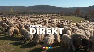 Koga čega janjetine: Zašto je dalmatinska bolja nego lička i u čemu je tajna okusa? | RTL DIREKT