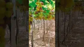 "Model ng Ubas" Grape picking in La union Shot on Realme 6 Pro #shorts