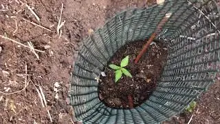 UK Guerilla Grow B1 Seed Stockers Autoflower