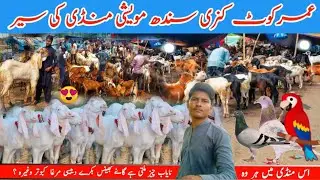 Umerkot Kunri Sindh Maweshi Mandi Ke Sair | Kabotar Mandi | Bakra mandi🦜🦜🕊️🐪