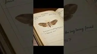 The First Computer Bug &mdash; It Was a Real Insect! 🪲