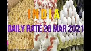 26 mar 2021 | indian broiler rate | indian egg rate | broiler rate| chicks rate |indian poultry rate