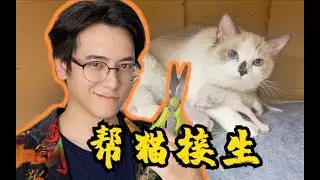 剪脐带？吸羊水？吃胎盘？帮猫咪接生是种什么体验？