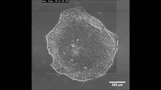 Controlled Self-assembly of Stem Cell Aggregates Instructs Pluripotency and Lineage Bias
