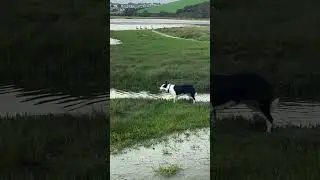 Smooth Coat Border Collie & 5 geese