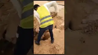 Saving a camel whose leg caught stuck in mud due to rain in uae#raininuae
