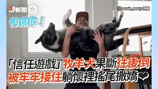 「信任遊戲」牧羊犬果斷往後倒　被牢牢接住躺懷裡搖尾撒嬌❤│寵物│狗狗│邊境牧羊犬