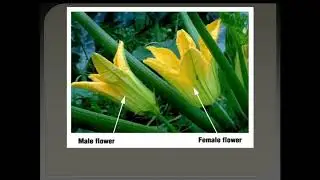 Breeding of cucumber