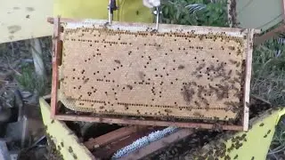 Enxame em Ponto de Produção por 300 reais