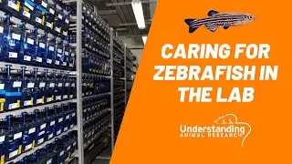 5 ways to care for zebrafish