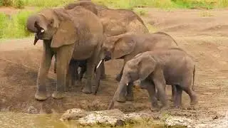 Faune africaine en 4K : le majestueux parc national du Serengeti