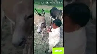 How to ride on donkey | funny riding on donkey 2020