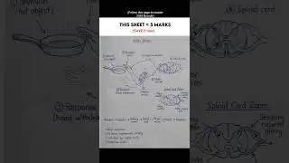 Reflex Action Diagram with explanation Sheet #shortsfeed #boardexam #class10 #cbse12thbiology #neet