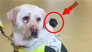 На собаку поводыря повесили камеру. То, что она сняла растрогает вас до слёз!