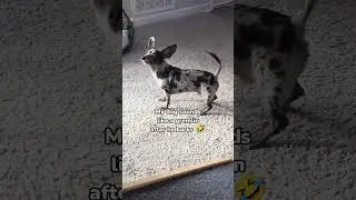 My Chiweenie sounds like a gremlin after he barks! 🤣👹#smalldog #chihuahua #dachshund #chiweenie