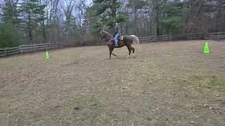 Java Rocky Mountain Horse