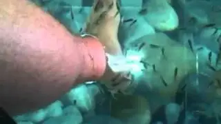 Fiskefoder