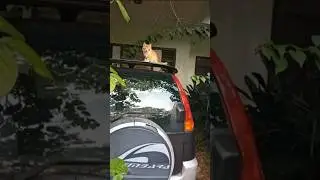 Time Machine Cats !!!! Longest Daily Cat's Story