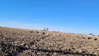 After work goose hunting.