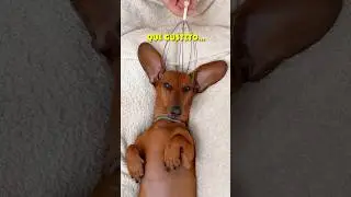 Lo MEJOR para el ESTR&Eacute;S‼️🤩 #perrosalchicha #teckel #dachshund #mascotas #perros #humor #dog