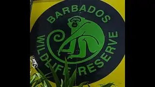 Barbados Wildlife Reserve