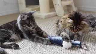 Dancing Fish Cat Toy