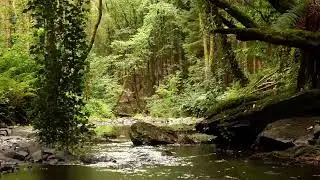 Beautiful birdsong in the depths of the forest, relaxing sounds of nature, nightingale.