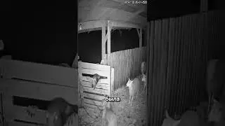 волк решил напасть на овец