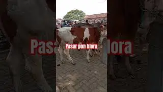pasar pon blora #pasarsapi #hargasapi #pasarponblora #ytshorts