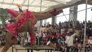 Beautiful Camel Dance Move In Pushkar Mela Fair 2017: पुष्कर मेला , Rajasthan