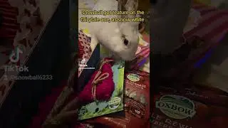 she loves her bunnyfunbox @bunnyfunbox7915 #snowball🐰🐰 ##bunnyvtuber