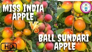 What is the difference between Miss India Apple Ber and Ball Sundari Apple Ber?/ Sabuj Tree Nursery